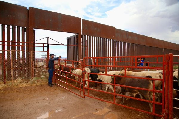 Sonora, de los primeros estados beneficiados con apoyo ganadero de la presidenta Sheinbaum