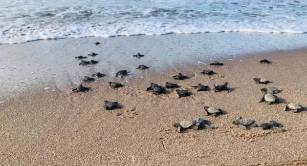 Tortugueros Comcáac piden apoyo para proteger a la tortuga golfina