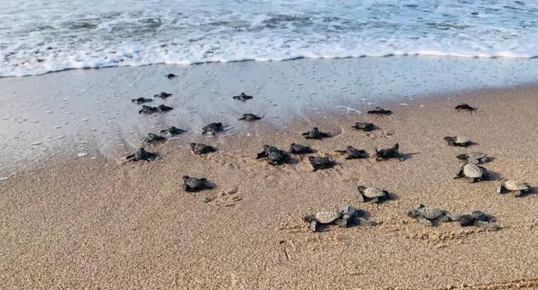 Tortugueros Comcáac piden apoyo para proteger a la tortuga golfina