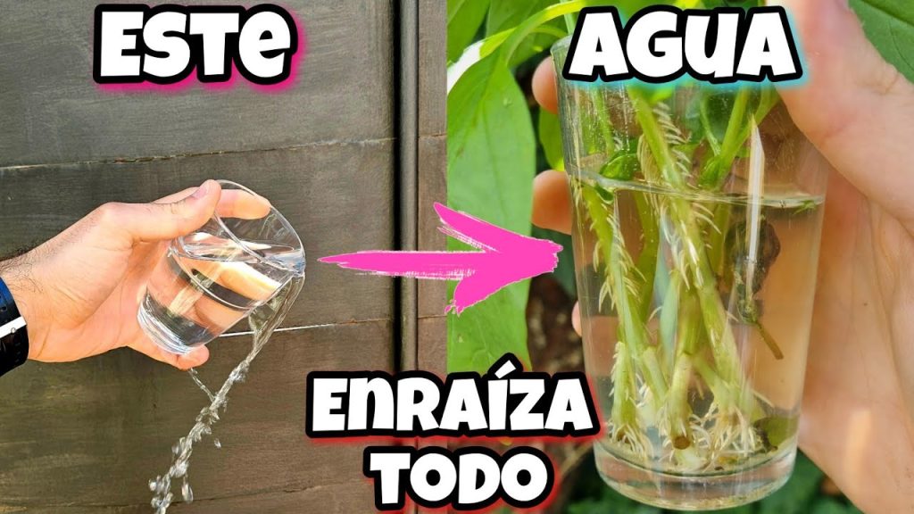 Truco casero con agua oxigenada como enraizante natural superefectivo para esquejes difíciles