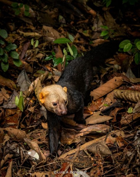 Viejo de monte: el bello hurón autóctono de México
