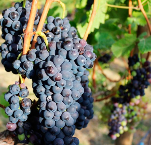 Viñedos en Jalisco: una nueva ruta del vino