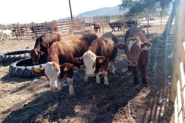 Visita del USDA a Sonora será clave para reabrir la exportación de ganado