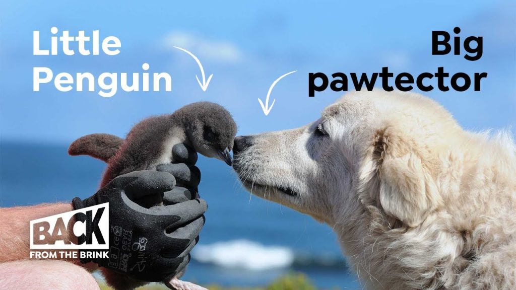 Australia entrena perros pastores italianos para proteger a la especie de pingüino más pequeña del mundo, salvándola de la extinción