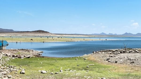 Autorizan siembras de baja demanda hídrica en el Valle del Yaqui