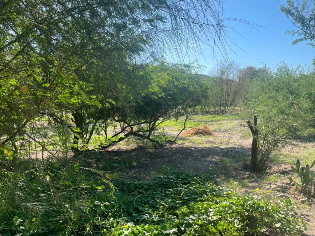 Conmemoran sexto aniversario del rescate de Parque Villa de Seris