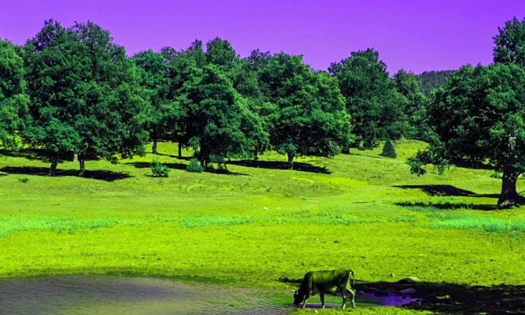 El arte de mezclar árboles