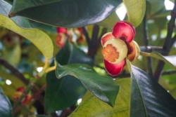 El mangostán, la reina de las frutas que florece en Chiapas