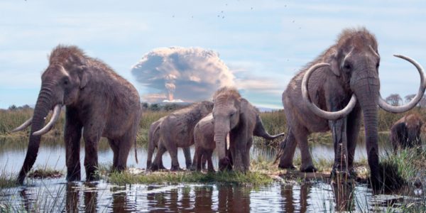 Linaje mexicano del mamut colombino: el nuevo descubrimiento