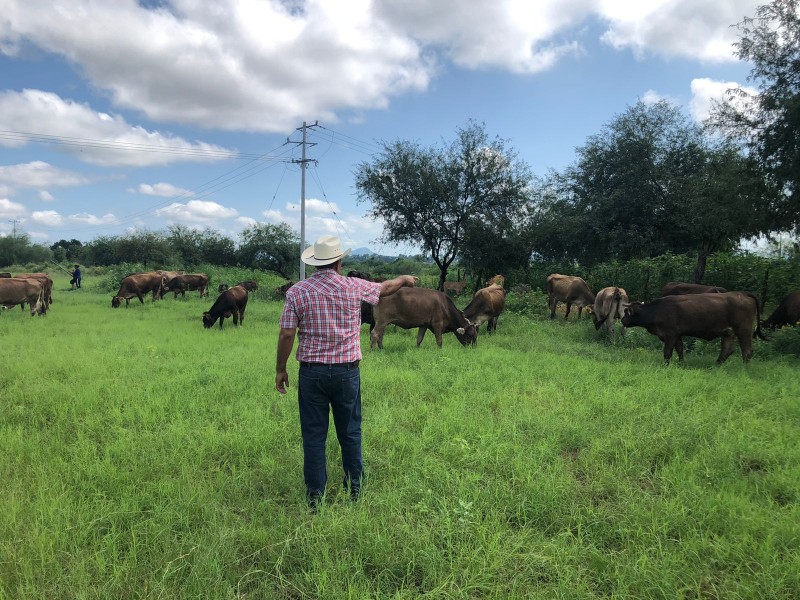 Lluvias recientes dan un respiro al sector ganadero en Sonora