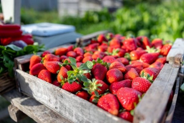 Martes de Frescura Walmart, Martimiércoles Chedraui, Martes y Miércoles del Campo Soriana 2 y 3 de septiembre