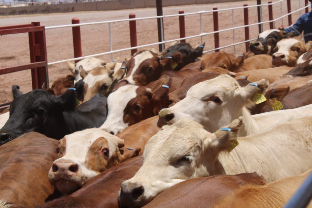 Sader apoyará la compra de sementales para pequeños productores