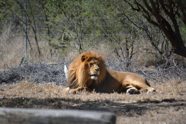 Yaguar Xoo: el santuario para jaguares y pumas en Oaxaca