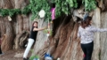 Árbol del Tule en Oaxaca celebró su cumpleaños con abrazos, flores y mezcal