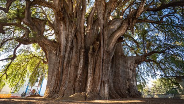 Árbol del Tule en Oaxaca celebró su cumpleaños con abrazos, flores y mezcal