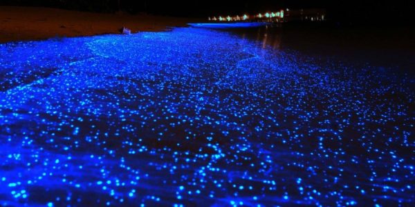 Bioluminiscencia en Oaxaca, un mar de estrellas a tus pies