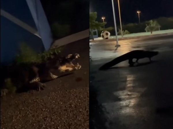 Captan en VIDEO a enorme cocodrilo deambulando en Unidad Deportiva de Yucatán