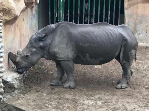 Caso de maltrato a osa destapa crueldad y tráfico de animales en La Pastora