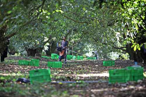 Declara la Sader libres de gusano barrenador varios municipios aguacateros