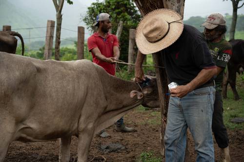 El impacto de la crisis del gusano barrenador es de 642 mdd: Sader