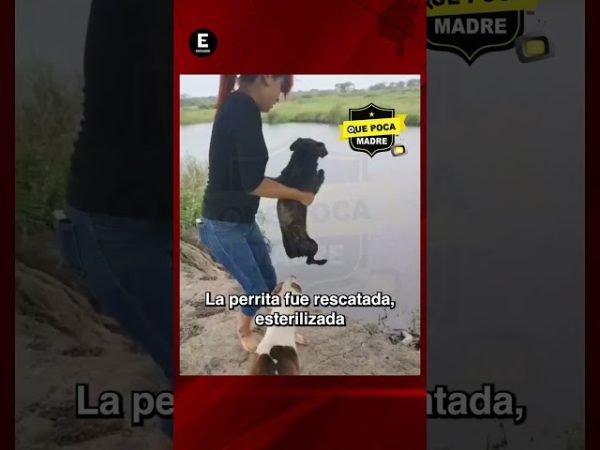 En 3 meses, FGJ rescató a 222 animales e inició 148 indagatorias por maltrato animal