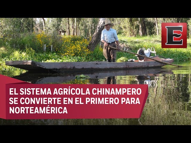 Fundación Kalmekak impulsa a chinamperos de Xochimilco en la producción y venta de hortalizas