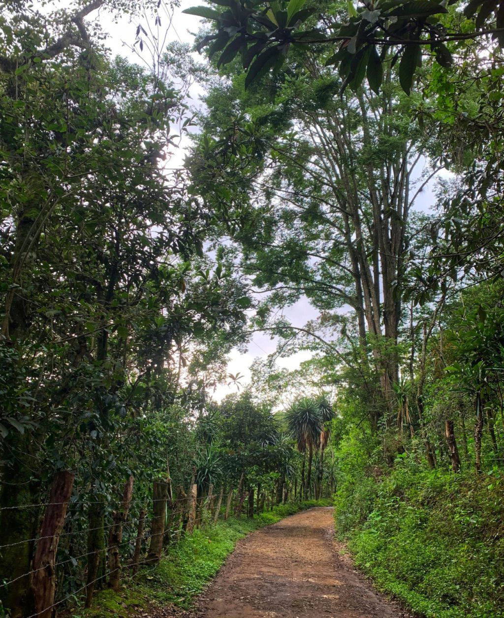 Jilotepec, café y piedras labradas entre la neblina de Veracruz