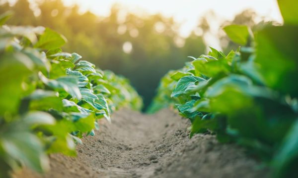 La agricultura ecológica: arma contra los incendios forestales y el cambio climático