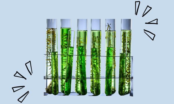 Las algas, ¿la nueva medicina