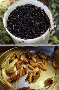 México y EU invierten 51 mdd para eliminar plaga de gusano barrenador