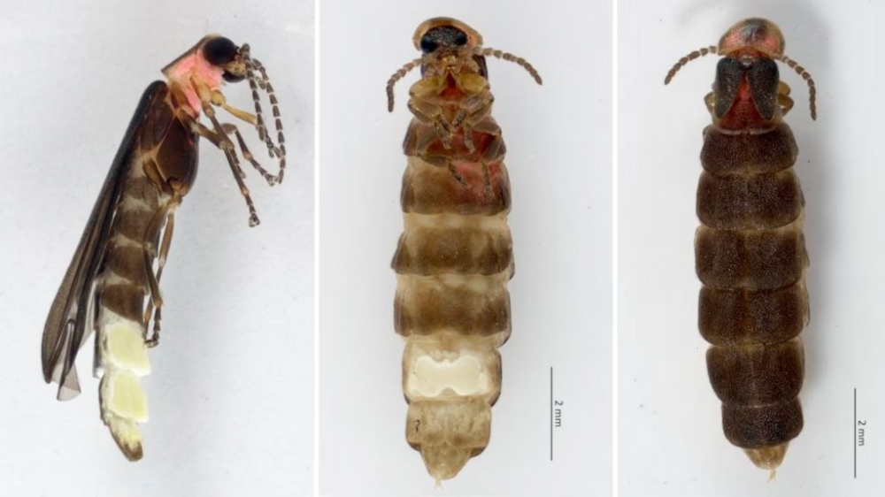 Nombran “María Sabina” a la especie de luciérnaga descubierta en Chapultepec