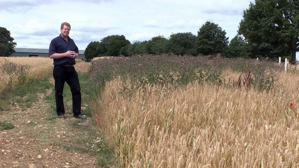 Tras 180 años de cultivo continuo, el experimento agrícola más antiguo del mundo afirma que los fertilizantes aumentan hasta un 28% el carbono en el suelo