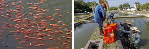 Agricultores de Morelos cambian su oficio por la producción de tilapia
