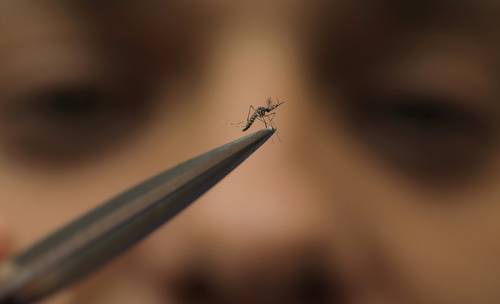 Bajan 83 por ciento los casos de dengue en comparación con 2024