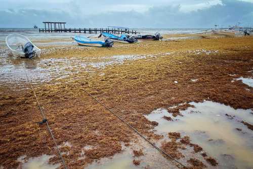 Buscan aprovechar el sargazo en vez de considerarlo problema ambiental