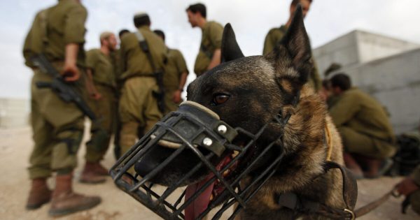 Guardias de prisiones israelíes están usando perros para violar a palestinos, dicen ex detenidos