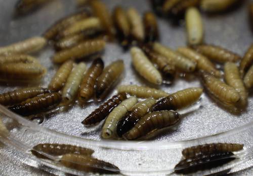 Ha destinado la Sader 2 mil mdp a contener el gusano barrenador