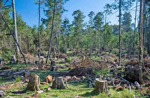 México produce sólo la tercera parte de la madera que consume
