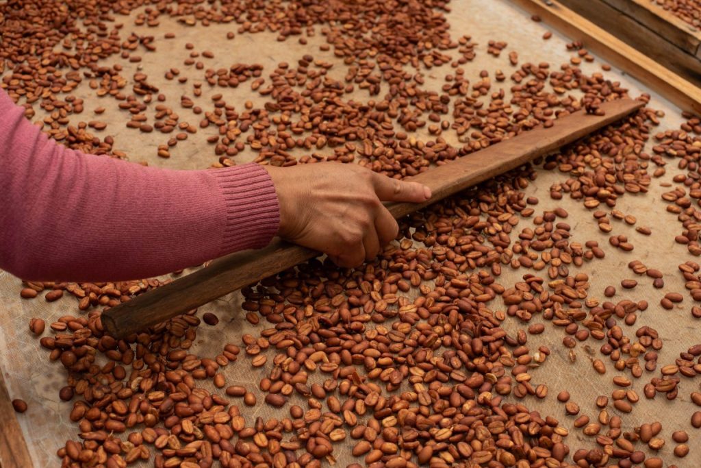 Nestlé, ECOM y AMSA cabildean para frenar Ley de Cafeticultura: jornaleros