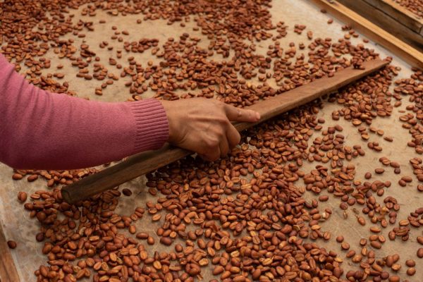 Nestlé, ECOM y AMSA cabildean para frenar Ley de Cafeticultura: jornaleros