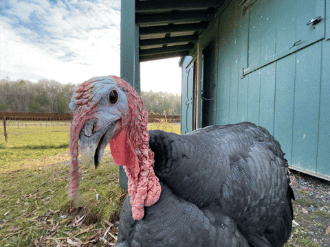 Reportan miles de pavos pidiendo asilo en México para huir del Thanksgiving