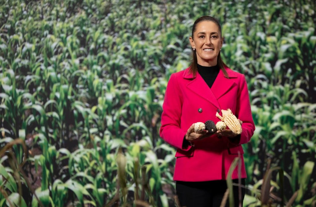 Sheinbaum lanza el programa nacional El maíz es la raíz para fortalecer la producción del maíz nativo (+videos)