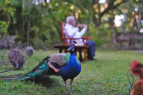 AMLO: sólo reapareceré si peligran la Presidenta, la democracia o la soberanía
