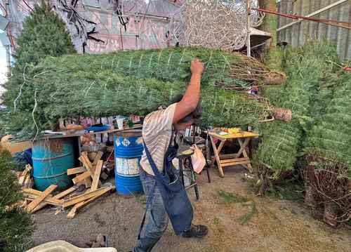 Es benéfico comprar un árbol de Navidad natural