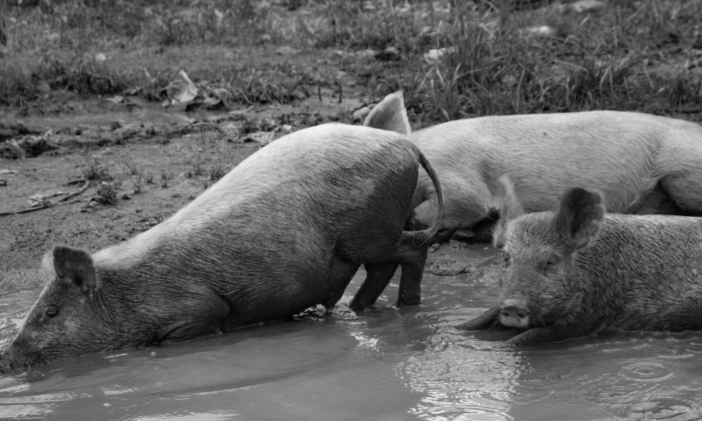 ¿Por qué es tan letal el virus de la peste porcina africana