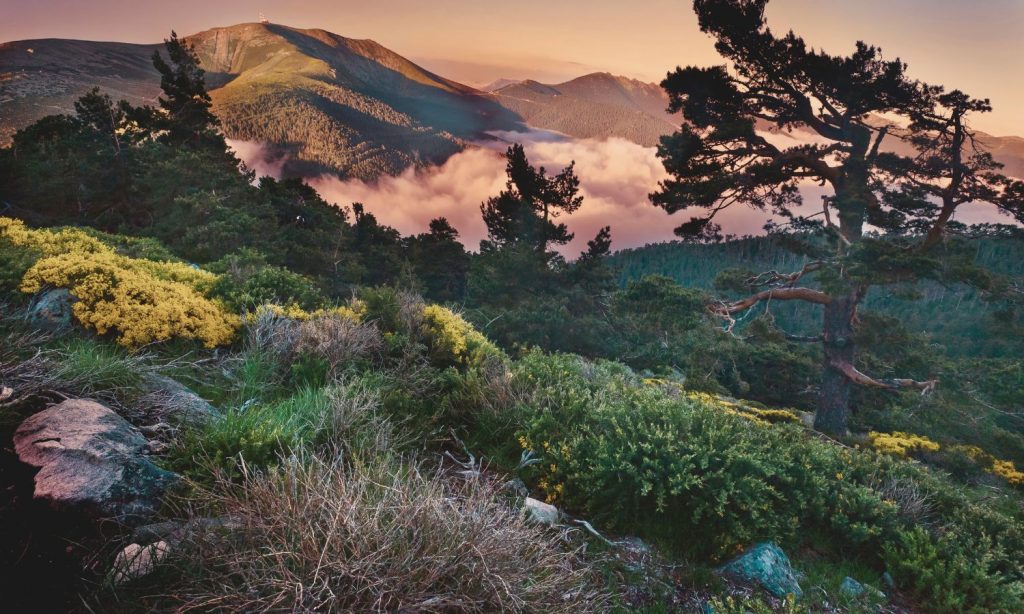 Por qué los actuales bosques españoles son en realidad jardines