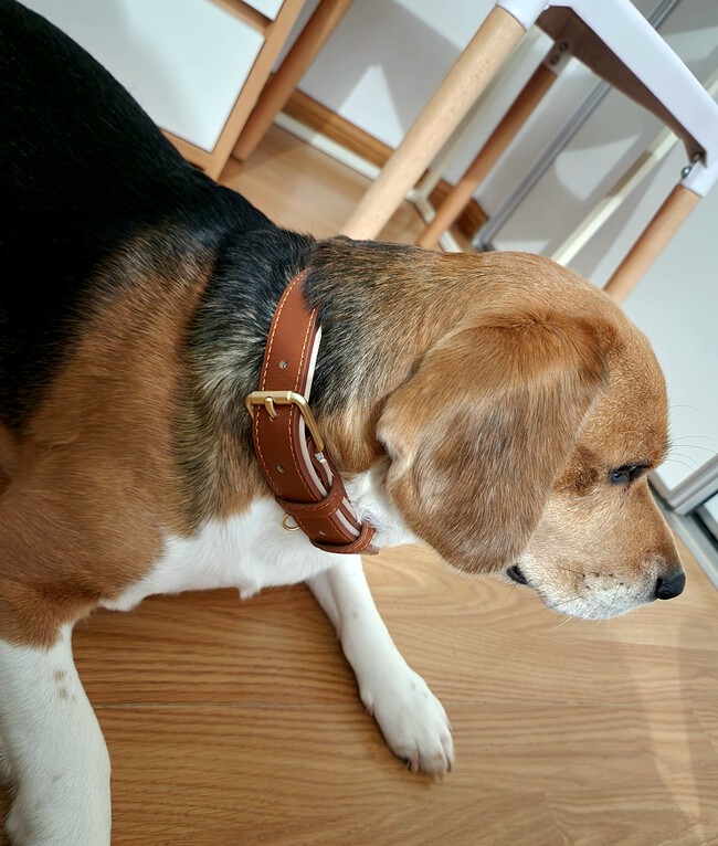 Uso Gemini desde hace más de un año y lo que nunca imaginé es que me ayudaría a salvarle la vida a mi perro