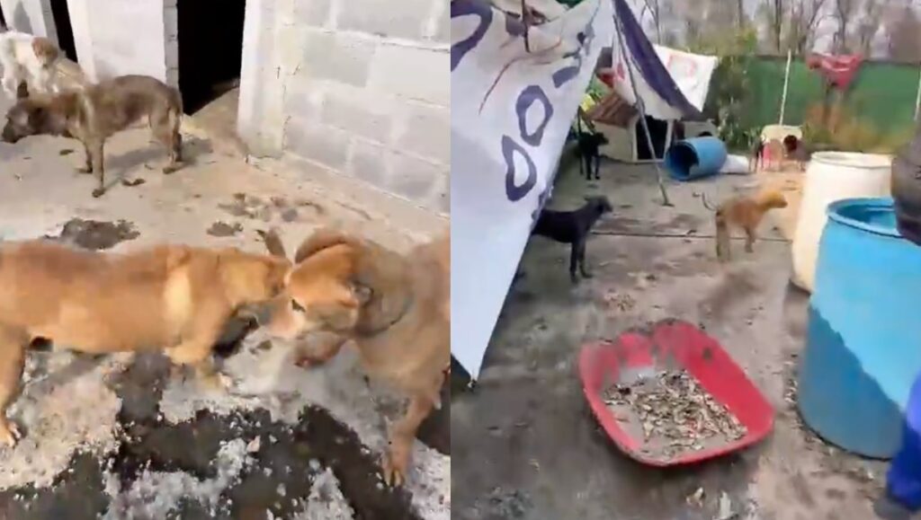 El refugio franciscano: ¿rescate animal o despojo inmobiliario?