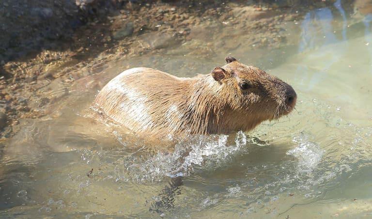 Invitan a visitar al capibara en el Centro Ecológico