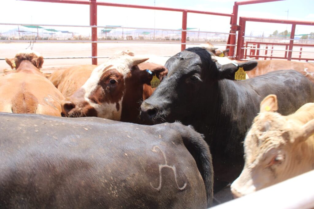 Sonora fortalece blindaje sanitario contra el gusano barrenador